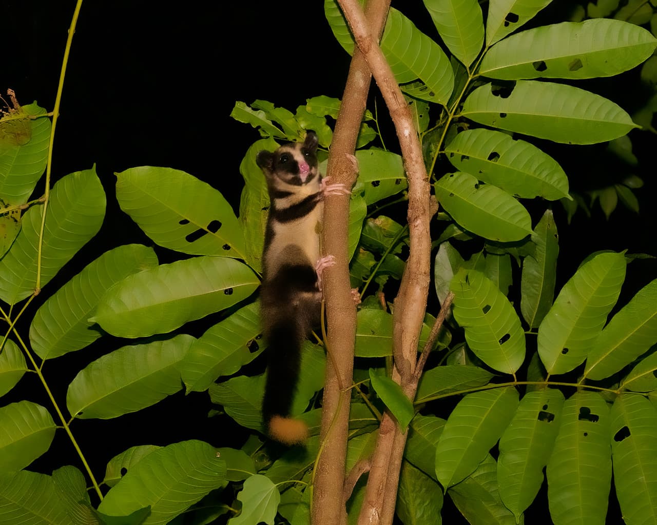 Cairns Botanic Gardens Night Walk Experience - image 6
