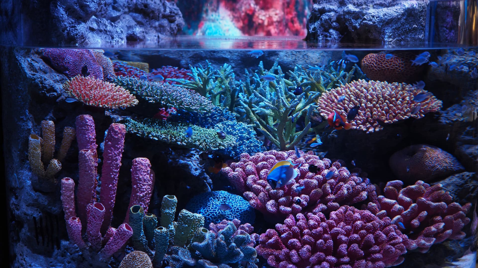 SEA LIFE Bangkok Ocean World Ticket - image 9