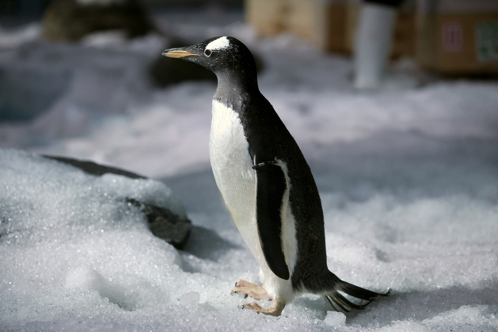 SEA LIFE Bangkok Ocean World Ticket - image 5